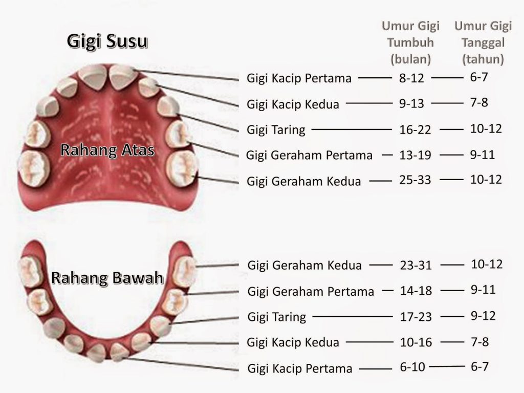 gigi susu bayi