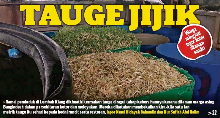 cara tanam taugeh